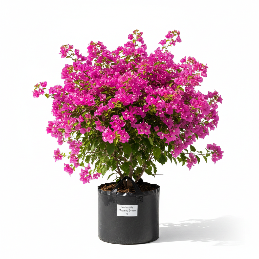 Bougainvillea 5L Bush in nursery bag - product shot