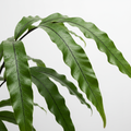 Fern Microsorum Kangaroo frond detail
