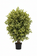 Ficus Bushy Golden King 30cm - Full view
