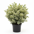 Euonymus Variegata - White Background