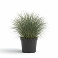 Aristida Junciformis 3lt front view