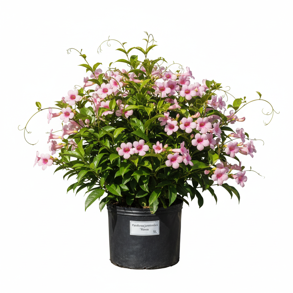 Pandorea Jasminoides Rosea 5L - product shot