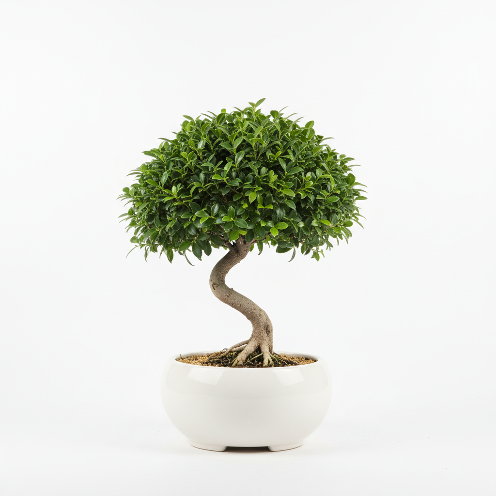 Ficus Wiandii Bonsal in white pot