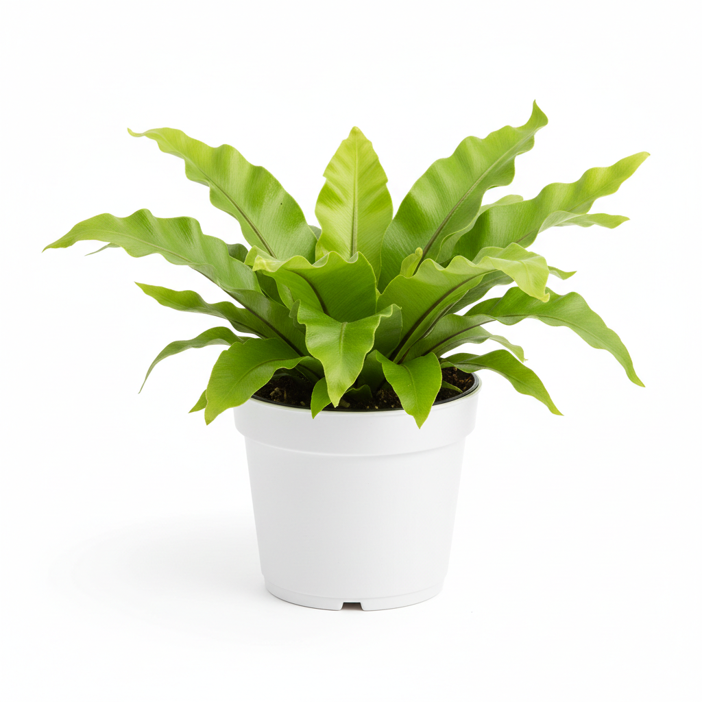 Fern Bird's Nest Osaka in nursery pot