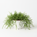 Rhipsalis Cereus cula?