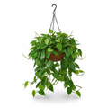 Philodendron Scandens Green HB