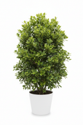 Ficus Bushy Golden Nitida full plant