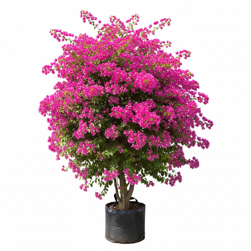 Bougainvillea 20L Bush in nursery bag - front shot