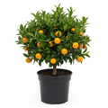 Citrus Mini Me Orange 16.5cm in nursery pot - product shot