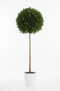 Ficus Lollipop Binnedijk full plant