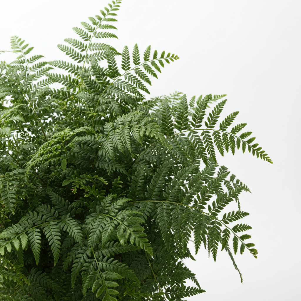 Fern Asplenium Viviparum frond detail