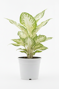 Aglaonema Snow White full plant