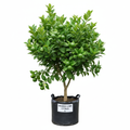Citrus Lime Bearss 5L in nursery bag - product shot