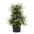 Jasminum Polyanthum 20L in nursery bag - product shot