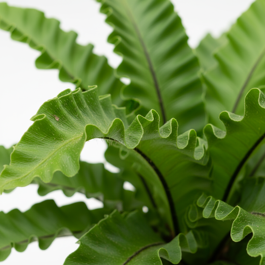 Fern Bird's Nest Osaka frond detail