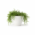 Rhipsalis Cereuscula in white pot