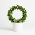 Hoya Carnosa Green on circular wire hoop