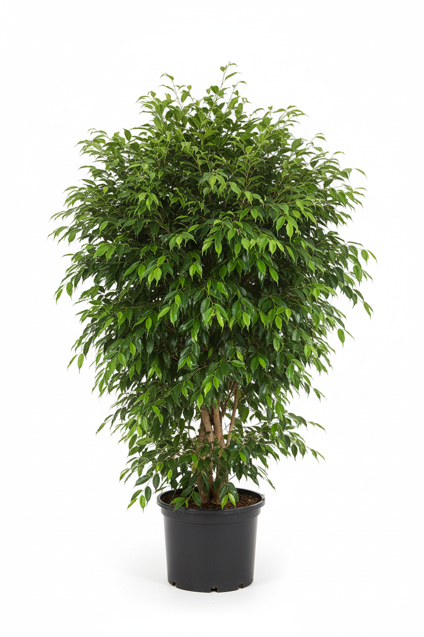 Ficus Bushy Benjamina 35cm - Full view