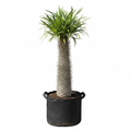 Pachypodium Lamerei 10L - product shot