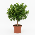 Citrus Mini Me Lime 16.5cm in nursery pot - product shot