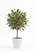 Ficus Bushy Golden King full plant