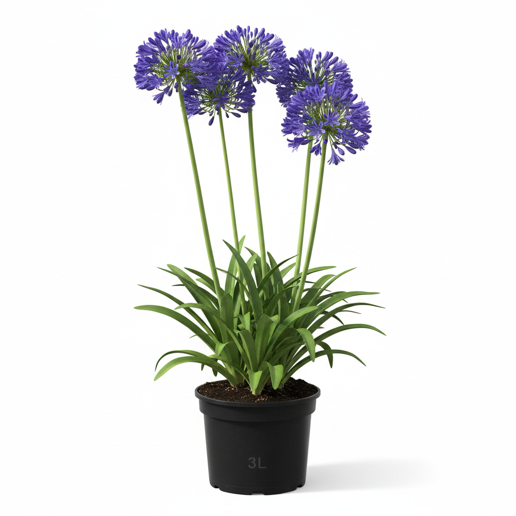 Agapanthus Praecox Blue 3L in nursery pot - product shot