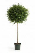 Ficus Lollipop Binnedijkii 35cm - Full view