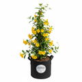 Gelsimium Sempervirens 10L in nursery bag - product shot
