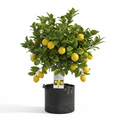 Lemon Eureka 5L in nursery bag - product shot