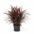 Phormium Red 4/5L - product shot