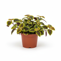 Plectranthus Ciliatus Aureus