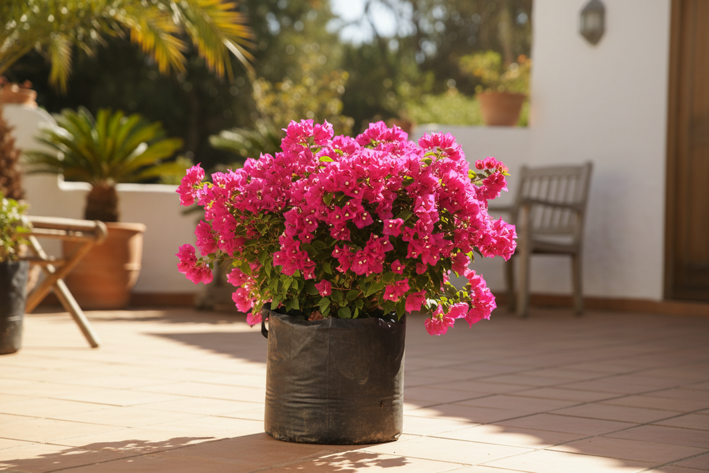 Bougainvillea 5L Bush lifestyle shot
