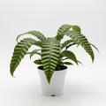 Fern Microsorum Musifolium Crocodyllus in nursery pot