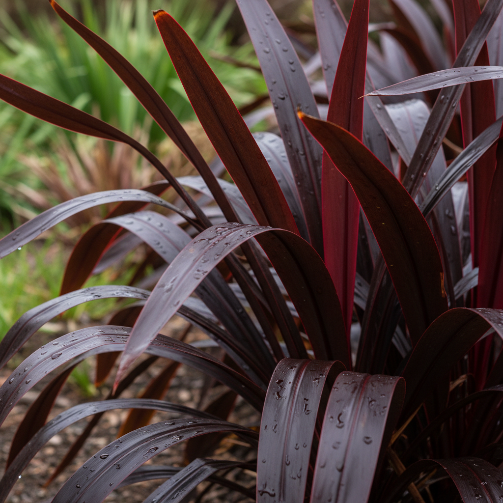 Phormium Red strappy leaf detail
