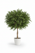 Ficus Bushy Benjamina full plant