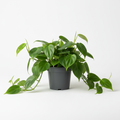 Philodendron Scandens Green (12cm)