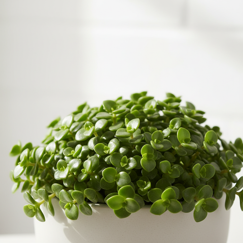 Crassula Multicava - Close Up