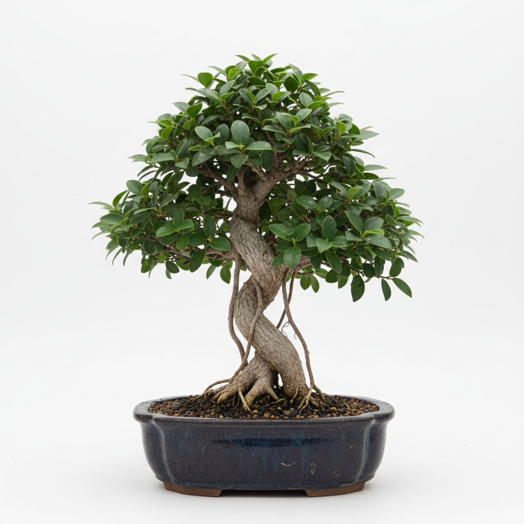 Ficus Wiandii Bonsal trunk detail