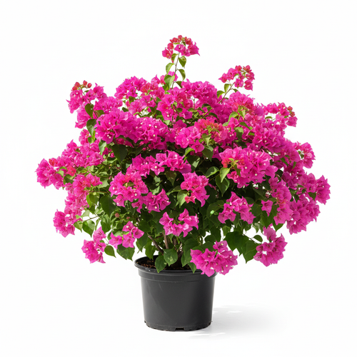 Bougainvillea 10L Bush in nursery pot - product shot