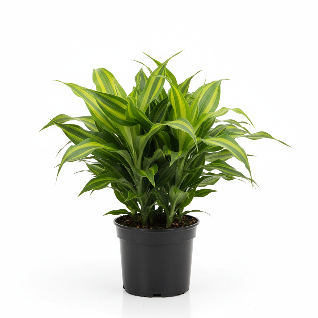 Dracaena Massangeana 3PP - White Background
