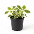 Plectranthus Baurii