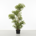 Dracaena Reflexa - White Background