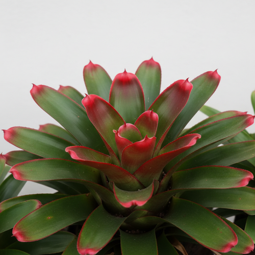 Cryptobergia Rubra - Close Up