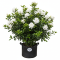 Gardenia Florida 20L Bush in nursery bag - product shot