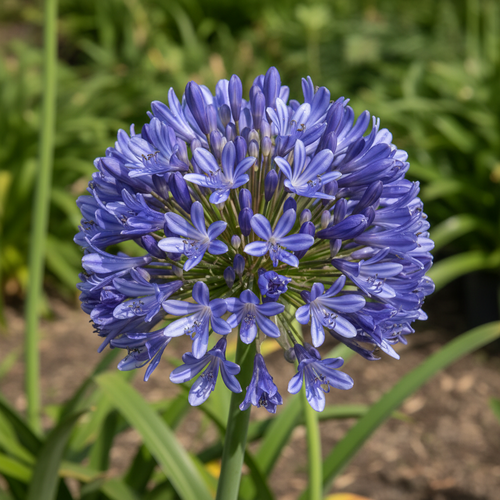 Agapanthus Praecox Blue close-up flower cluster