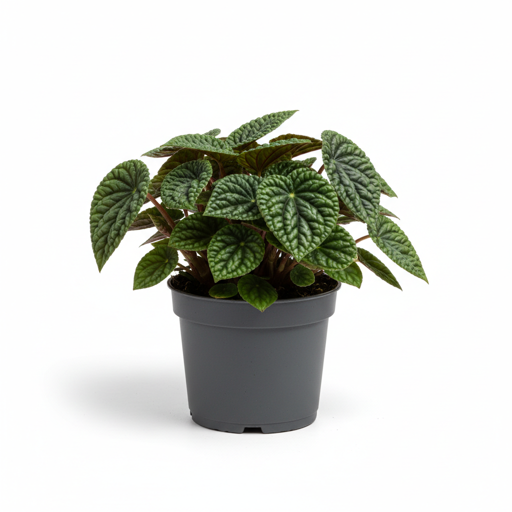 Peperomia Caperata (Green/Silver/Var)