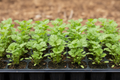 Coriander