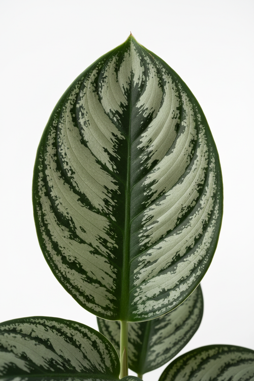 Aglaonema Maria leaf detail