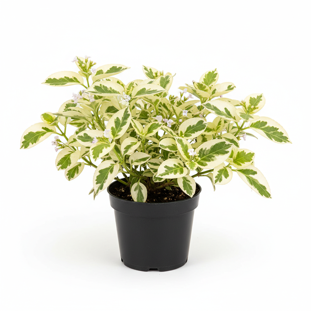 Plectranthus Baurii HB