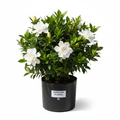 Gardenia Florida 5L Bush in nursery bag - product shot